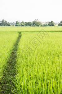 谷物季节农村稻田绿草牲畜照片生长图片