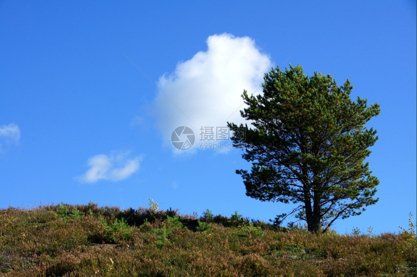 场地孤独夏天在自然环境中与蓝天空相对的完美独树绿图片