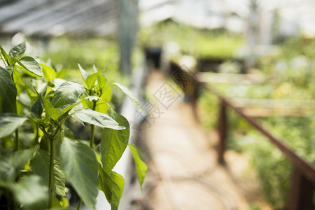 关闭植物的温室生态农场地面图片