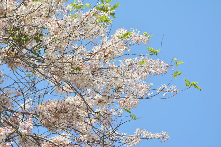 狂野喜马拉雅樱桃在蓝色天空背景的树枝上绽放绿色花图片