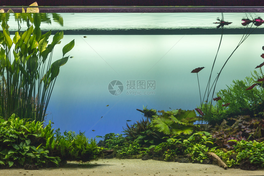 海颜色含有绿植物和鱼类的美丽热带淡水族馆内部的图片
