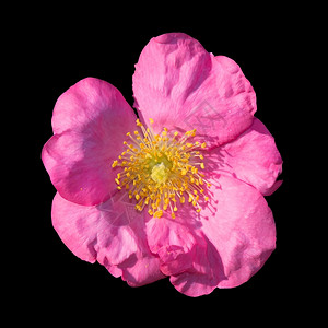美丽的墙野玫瑰PinkRosaroboso或Dog在九月的花园里落下图片