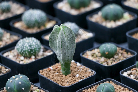 园艺温室中的CactusSucculent植物仙人掌细节图片
