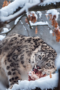 毛皮野生动物雪豹在上吃食物荒野图片