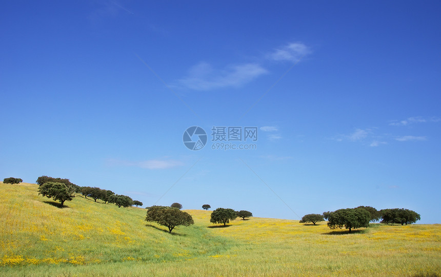 栎属农场春季田野的橡树葡萄牙阿伦乔小麦图片