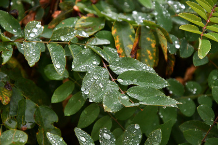 城市公园下雨后秋天离开美丽的丰富多彩环境图片