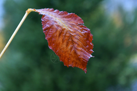 城市公园下雨后秋天离开花园季节景观图片