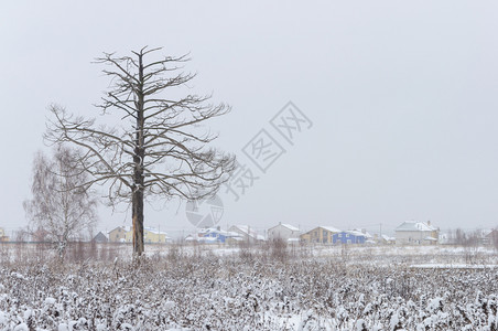 俄罗斯弗拉基米尔地区雪田中的白树俄罗斯弗拉基米尔地区场乏味的老图片