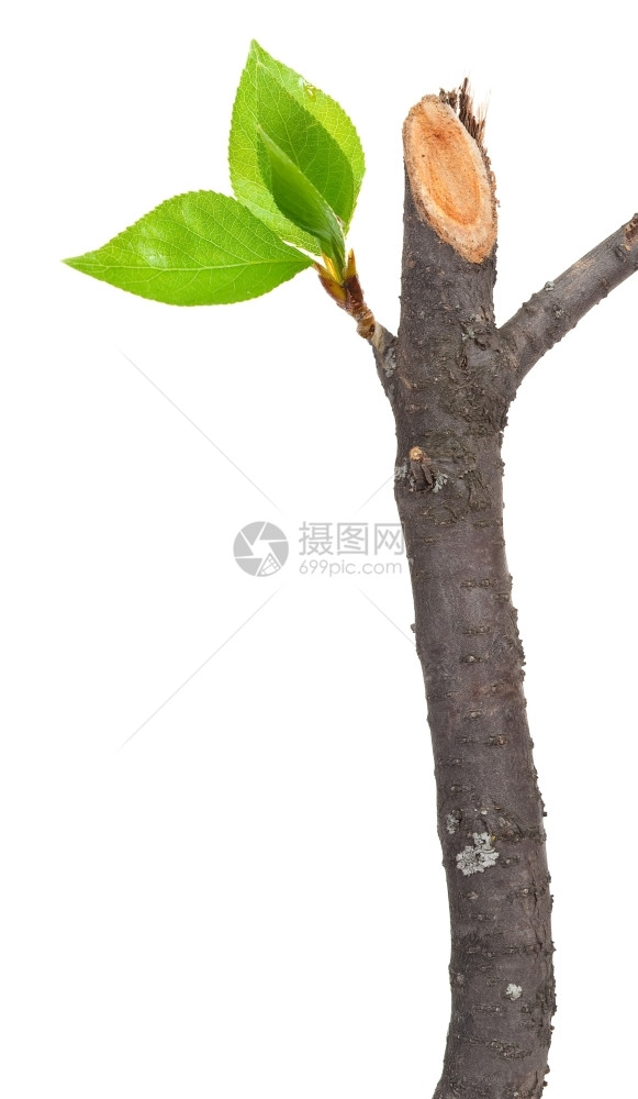 干燥季节绿色带叶芽的干枝图片