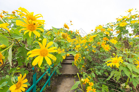 盛开外部山地和冬季的黄花田山地和冬季的黄花田自然图片