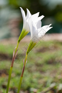 更小白色花朵草的在路边变小了户外美丽的图片