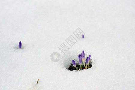 雪地里的紫色的花朵图片