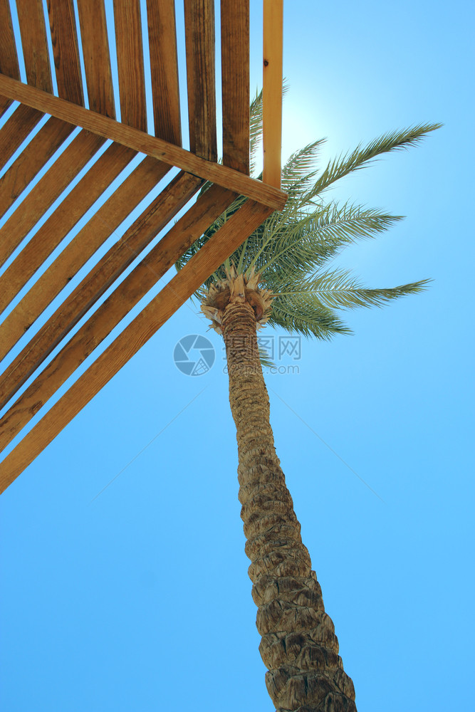 棕榈树和乔木枝上的太阳光海滩上的棕榈树旅行概念热带休闲度假生活方式概念放松非洲太阳放松概念花园热的天气图片