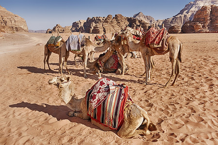 芬拉根放牧在约旦瓦迪鲁姆河谷的风景沙漠中有一小群骆驼在等待一辆大篷车砂岩月亮背景