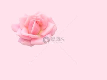 情人节浪漫的在粉红背景浪漫爱情概念的华伦人节或婚礼庆典上柔软的粉红色玫瑰复古的图片