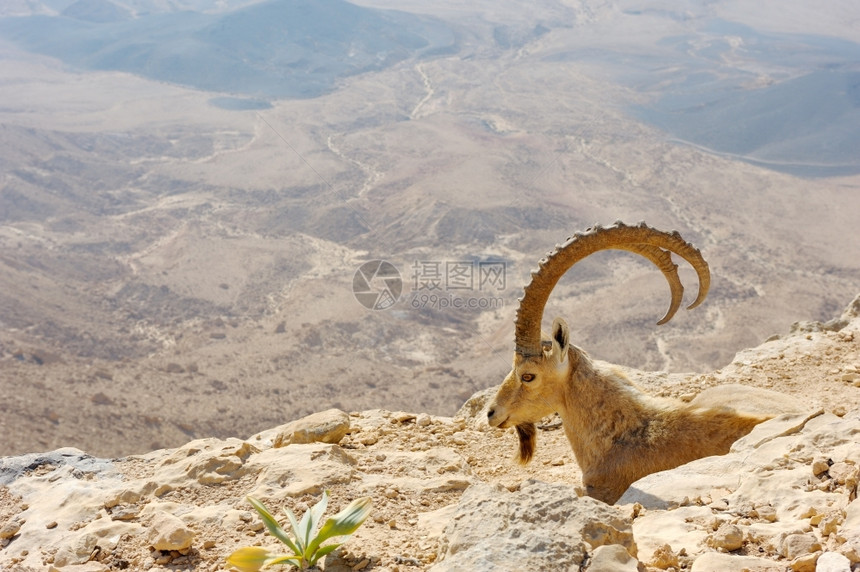 阳光动物天MakhteshRamon以色列独特弹坑中的山羊图片