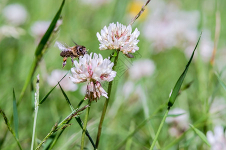 蜡草甸花上的昆虫三叶草花上的蜜蜂白色野花草甸上的昆虫在职大黄蜂图片