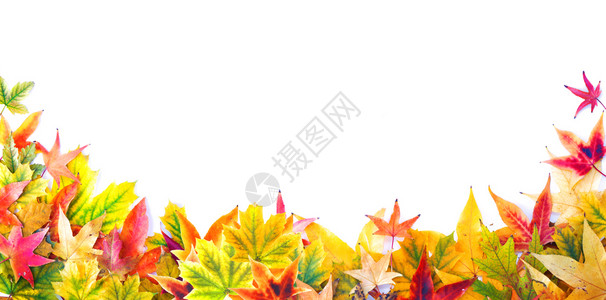 浆果质地颜色白背景上的橙绿色黄和红叶樱桃花朵和南瓜的秋季框架光影下的秋季树叶背景图片
