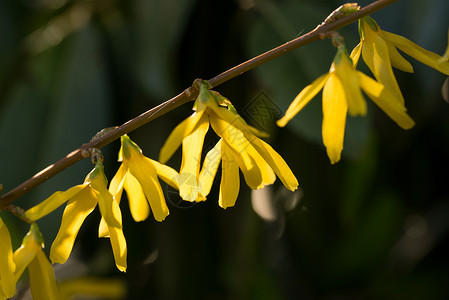 Forsythia花朵美丽的春天花关闭Forsythia花节分支细瓣图片