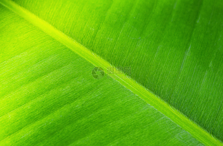 棕榈春天新鲜青绿香蕉叶的质细节图片