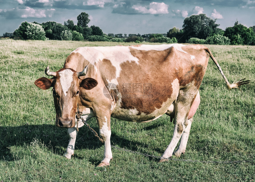 浅绿地背景的牛群青红白发现牛群在放牧天然背景的牛群在光明绿地背景的牛群农场哺乳动物牧图片