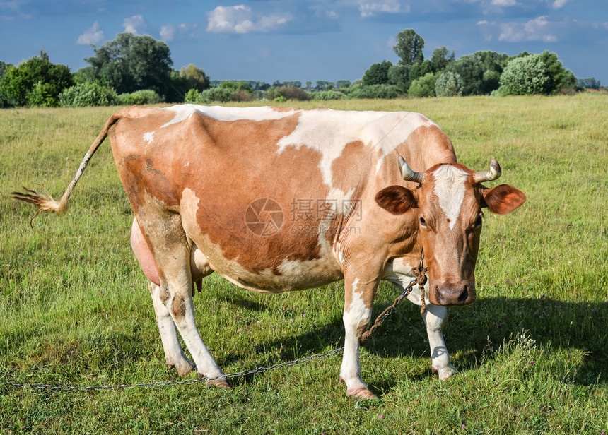 好奇的相机草浅绿地背景的牛群青红白发现牛群在放牧天然背景的牛群在光明绿地背景的牛群图片