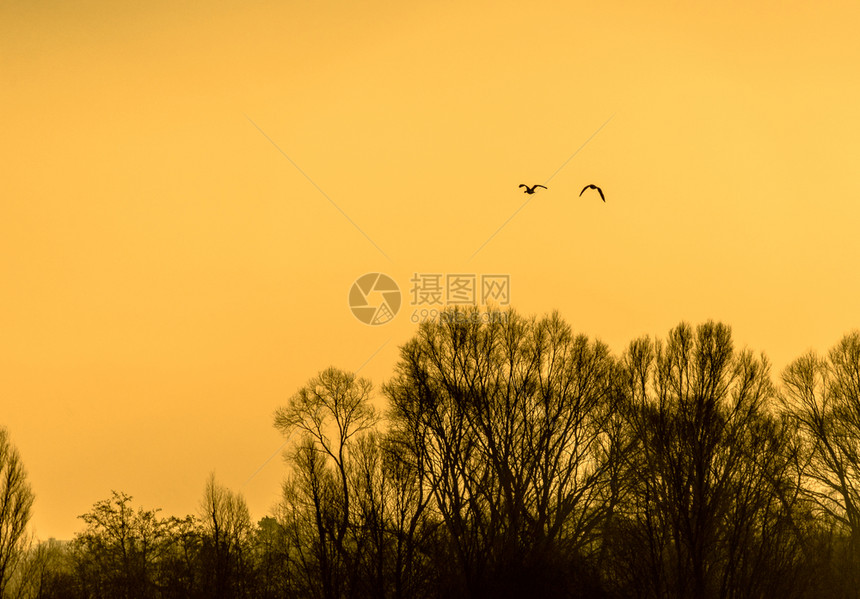 冬天水树叶季日出时鸟儿的休眠在湖岸树上枯萎的图片