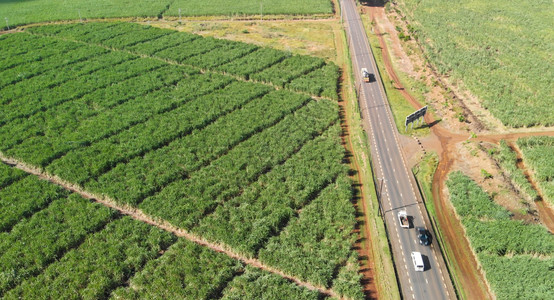 建立拖拉机穿越甘蔗的美丽道路空中景象季节图片