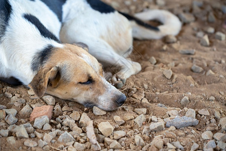 动物马达加斯岛上的一只流浪狗马达加斯岛上的一只流浪狗困零售图片