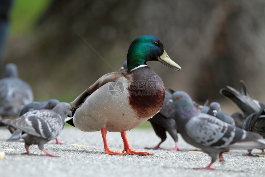 禽类野生动物在公园小巷的鸽子中驯服雄野鸭沟通图片