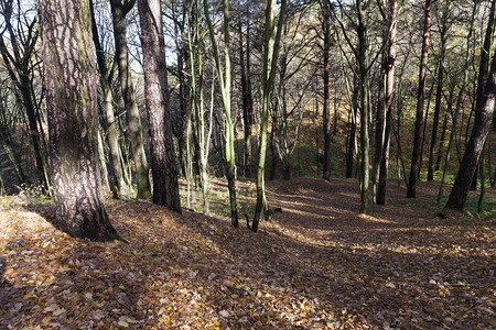 秋中在一个公园的秋春中树枯叶落空气清新秋天季节橙休息图片