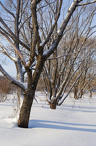 树林干白雪皑风景雪覆盖的裸树阳光明媚的冬日背景图片