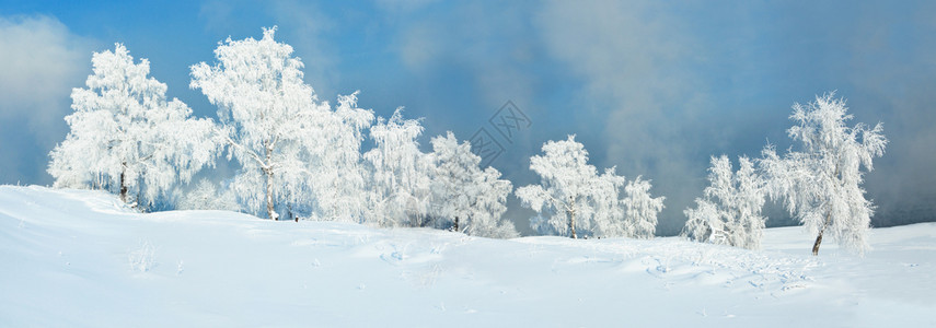 冷冻白色的十二月冰霜覆盖在一片白草地上满是蓝天雪的白草地上图片