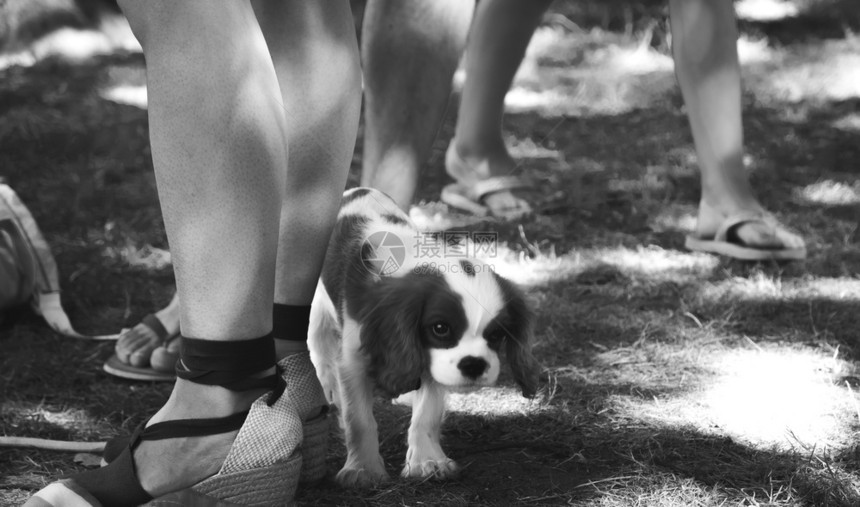 看草夏天小狗在人们的腿上走来去步行图片