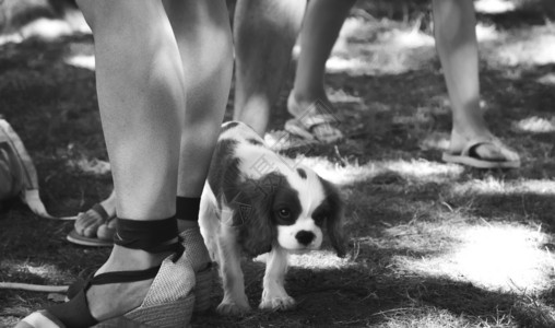 看草夏天小狗在人们的腿上走来去步行图片
