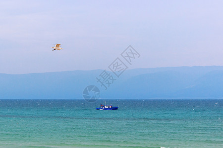 Olkhon岛Baikal湖的运输船和海鸥天空旅行鸟图片