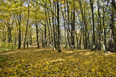 秋季森林里的树木图片