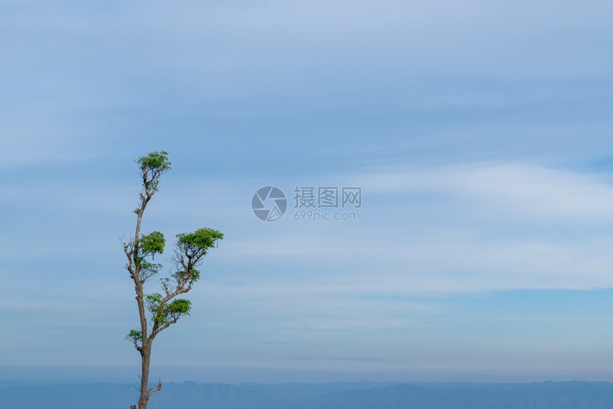 单树对抗软蓝色天空自然景观并有复制空间场地夏天乡村的图片