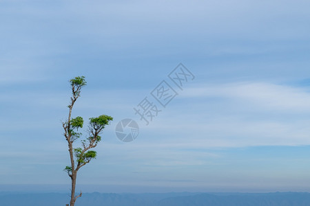 单树对抗软蓝色天空自然景观并有复制空间场地夏天乡村的图片