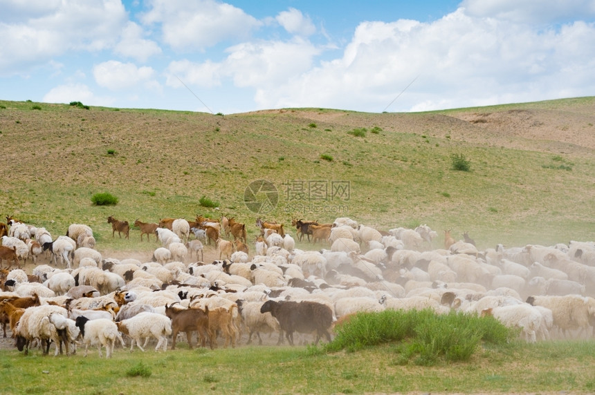 白色的草一群绵羊和山去扬尘家畜图片