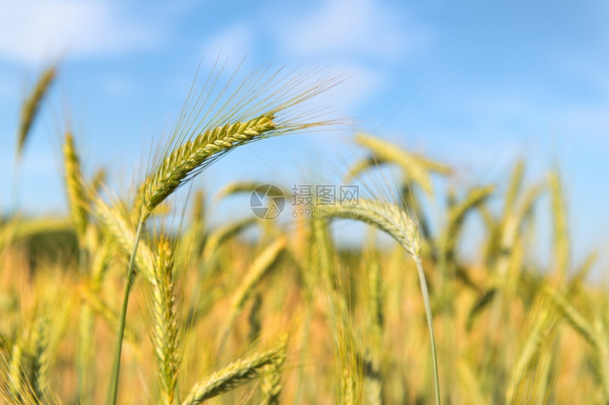在户外田野里提取谷物黑麦成熟农村图片