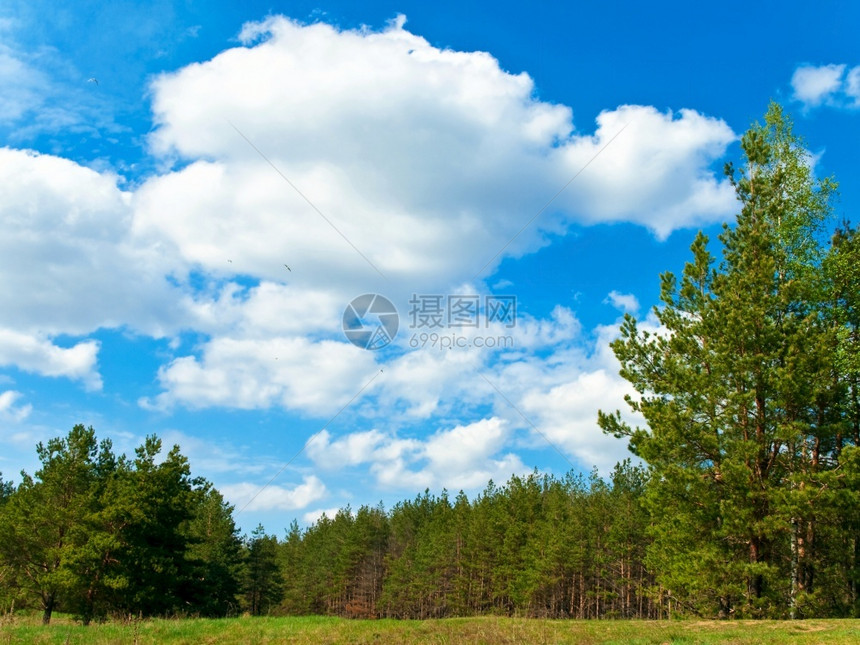 谷宁静地平线绿色草和森林风景照片图示图片
