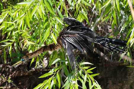 航班蹼安欣加蛇鸟在佛罗里达州飞行中被射杀鸟类学高清图片