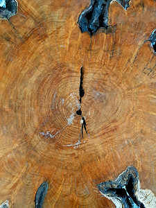 老的有机质地橡树桩带年轮的干部分背景纹理橡木树桩特写干背景纹理图片
