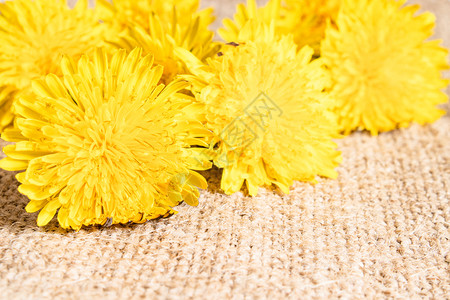 美丽的花瓣春天黄色蒲公英鲜花特写关注前面的花朵桌子上蒲公英黄色的鲜花图片