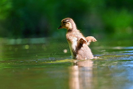 野外水中玩耍的小鸭子图片