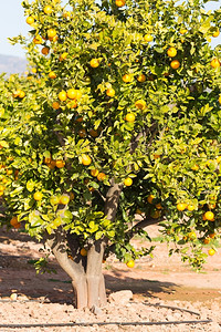 散焦西班牙巴伦亚省典型的橙色树苗西班牙巴伦亚新鲜树木图片