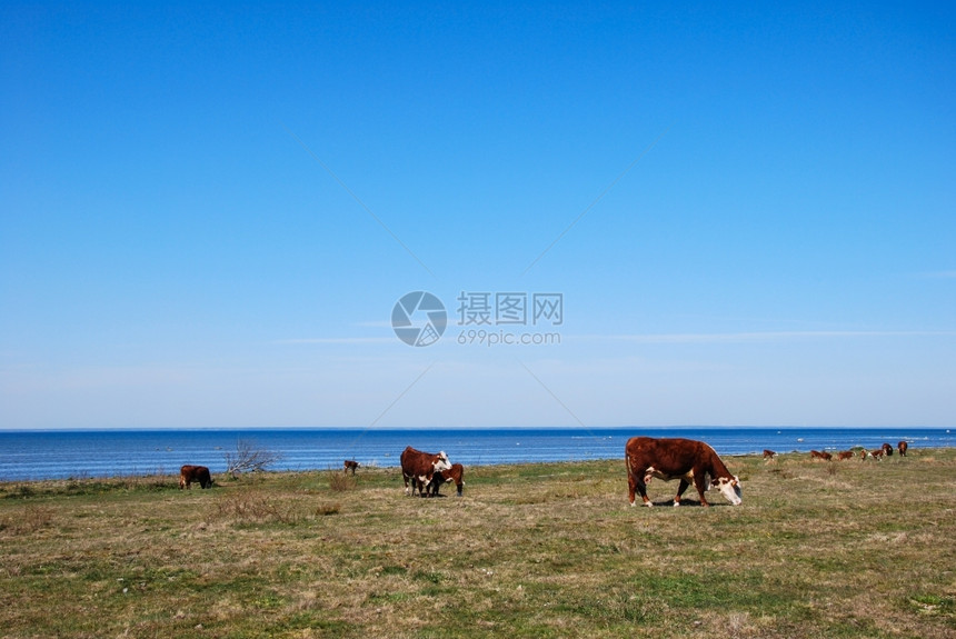 春季放牧牛群在瑞典岛上的海岸附近养牛场草蓝色的牧图片