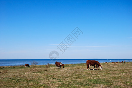 春季放牧牛群在瑞典岛上的海岸附近养牛场草蓝色的牧图片