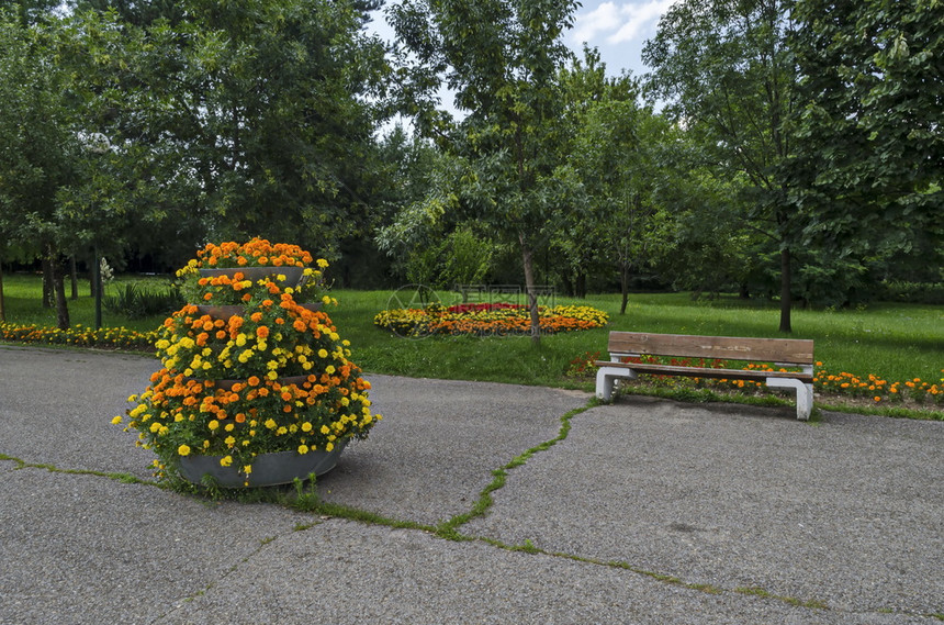开花保加利亚索非夏季公园TagetesMarigold的黄色和橙花朵级联抽象的艺术图片